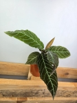 Labisia Gigantifolia