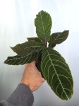 Labisia Gigantifolia
