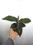 Labisia Gigantifolia