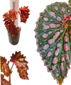 Begonia negrosensis x chlorosticta