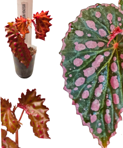 Begonia negrosensis x chlorosticta