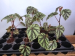 Begonia Irian Jaya