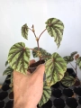 Begonia Irian Jaya