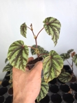 Begonia Irian Jaya