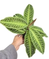 Labisia japonica