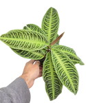 Labisia japonica