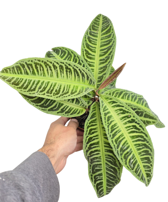 Labisia japonica