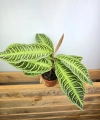Labisia japonica