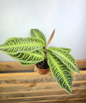 Labisia japonica