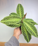 Labisia japonica