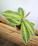 Labisia japonica