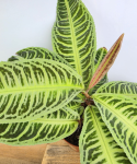 Labisia japonica