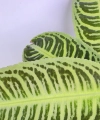 Labisia japonica