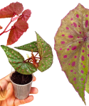 Begonia malachosticta