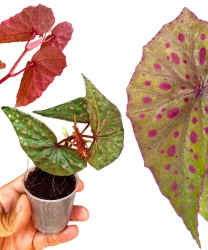 Begonia malachosticta
