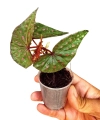 Begonia malachosticta