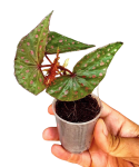 Begonia malachosticta