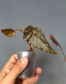 Begonia Dancing Dragon
