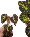 Begonia decora