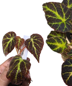 Begonia decora