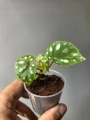 Begonia jiewhoei