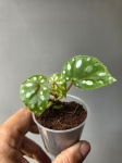 Begonia jiewhoei