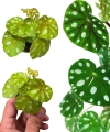 Begonia jiewhoei
