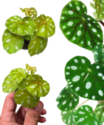 Begonia jiewhoei 