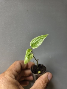 16.21 Piper variegata