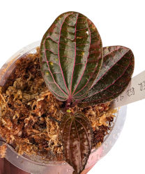 Piper Red sp. BORNEO