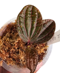 Piper Red sp. BORNEO