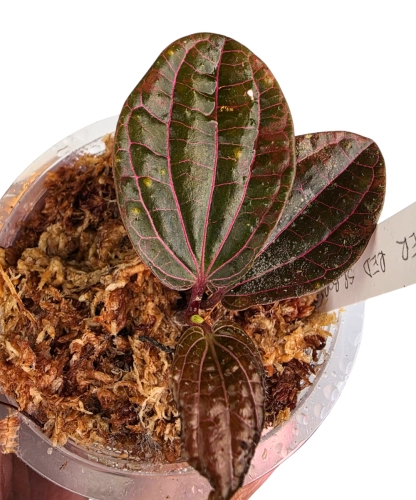 Piper Red sp. BORNEO