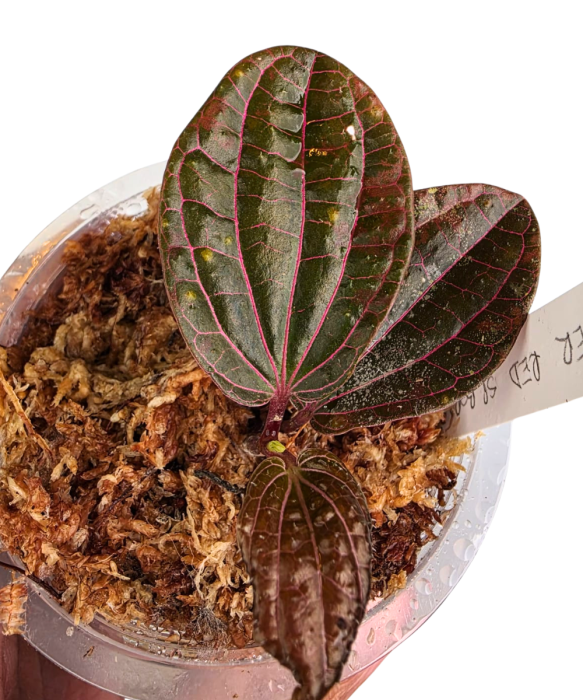 Piper Red sp. BORNEO
