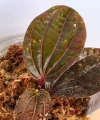 Piper Red sp. BORNEO