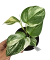 Scindapsus treubii Round Form variegata