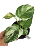 Scindapsus treubii Round Form variegata