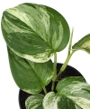 Scindapsus treubii Round Form variegata