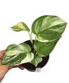Scindapsus treubii Round Form variegata