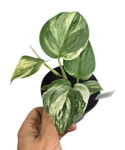 Scindapsus treubii Round Form variegata - cięty węzeł