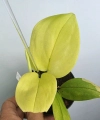 Scindapsus treubii Lemon matecznik