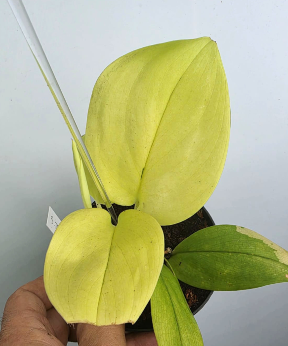 Scindapsus treubii Lemon matecznik