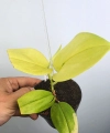 Scindapsus treubii Lemon matecznik