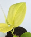 Scindapsus treubii Lemon matecznik
