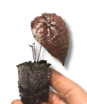 Discorea sp. Black