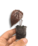 Discorea sp. Black