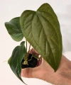 Anthurium Queen of Heart