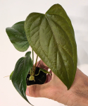 Anthurium Queen of Heart