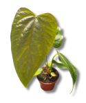 Anthurium Queen of Heart
