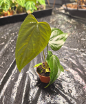 Anthurium Queen of Heart