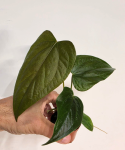 Anthurium Queen of Heart